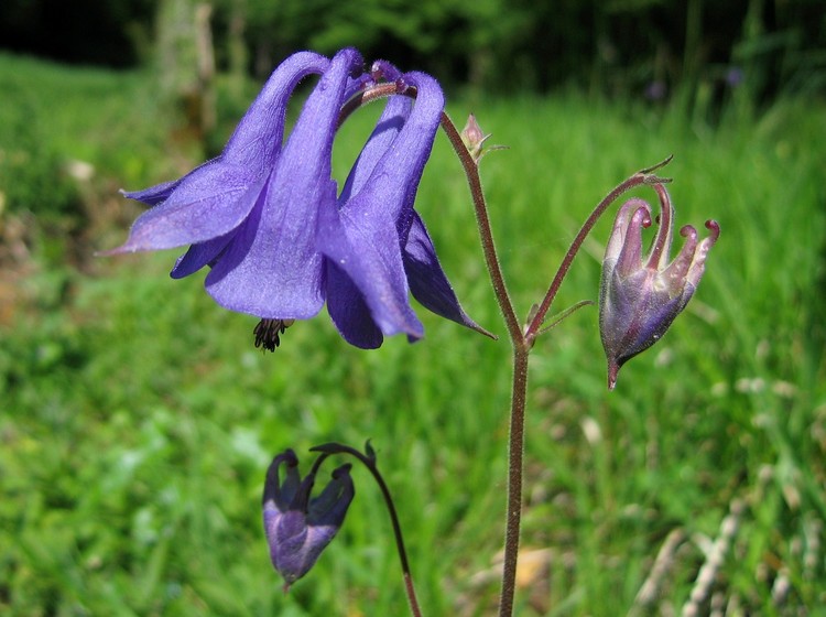 Aquilegia vulgaris